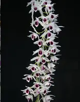 Dendrobium anosmum var. Semi Alba (Big Plant) — No