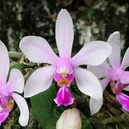 Phalaenopsis wilsonii × sib (Phalaenopsis)