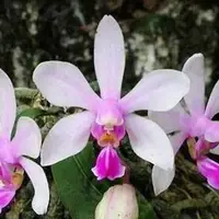 Phalaenopsis wilsonii × sib mounted