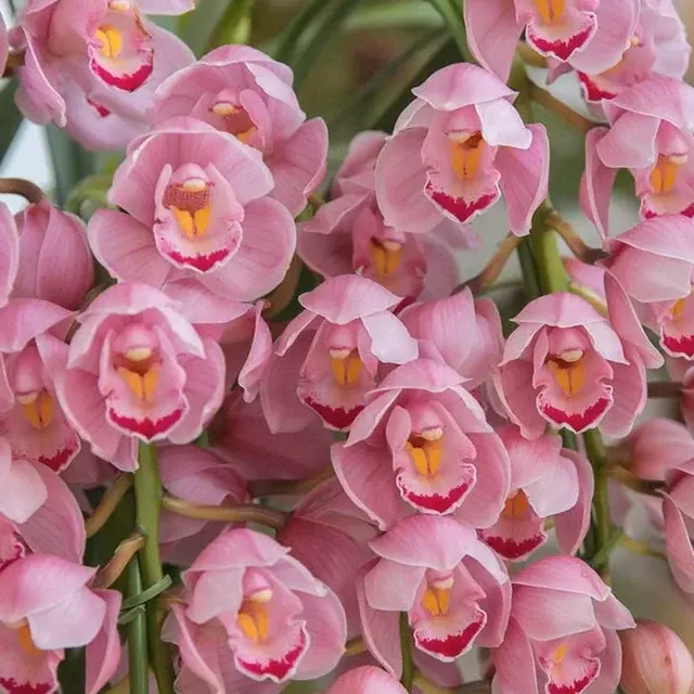 Cymbidium Fortune Maiden (Cymbidium)