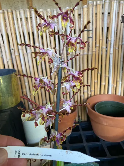 Dendrobium Jairak Firehorn