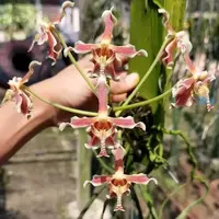 Paraphalaenopsis labukensis × serpentilingua