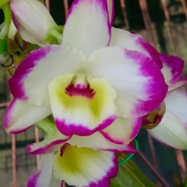 Dendrobium Lucky Angel 'Smash'