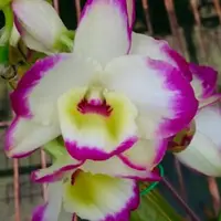 Dendrobium Lucky Angel 'Smash' blooming size nobile Dendrobium orchid clone.