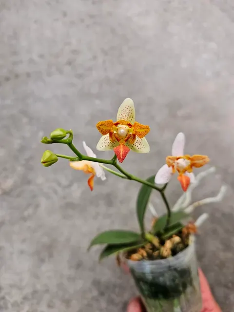 Phalaenopsis Mini Mark 'All Peloric'