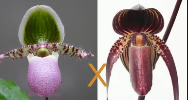 Paphiopedilum Shen-Liu Elf