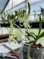 Neofinetia falcata ‘Hisui’