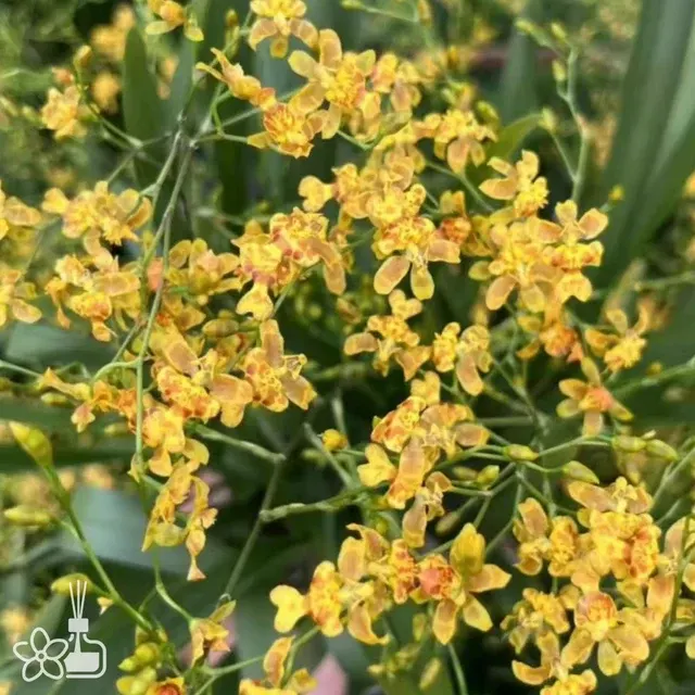 Oncidium Yi-Ying Shiny Gold 'Twinkle'