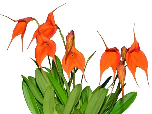 Masdevallia Steve Hampson (Masdevallia)