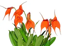 Masdevallia Steve Hampson