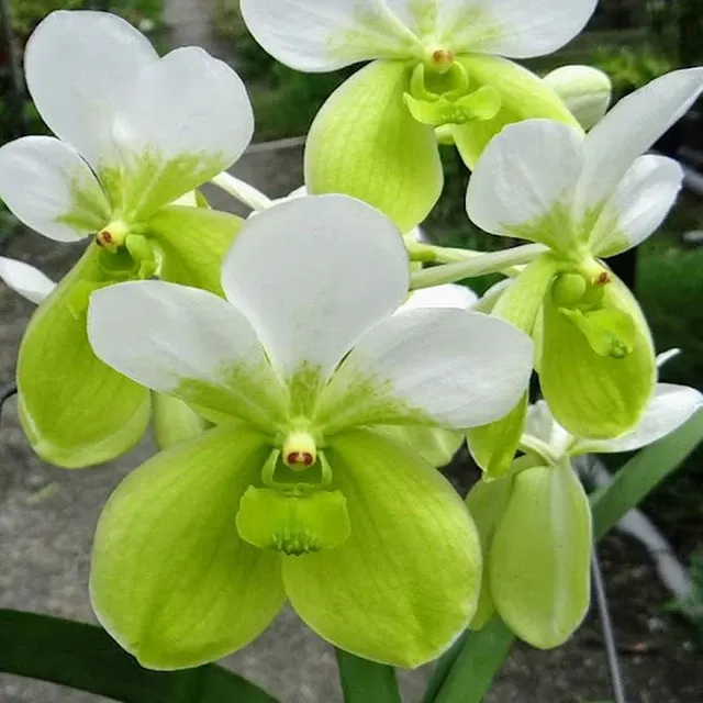 Vanda Kupperi 'f. alba' (Vanda)