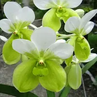 [Bare-root] #VA# Vanda Kupperi f. alba [2.8" BS][Oct in stock 26]