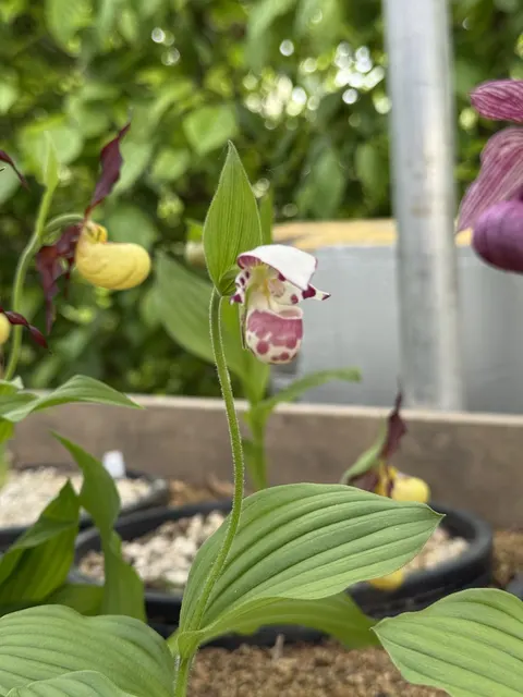 Cypripedium Karo (Cypripedium)