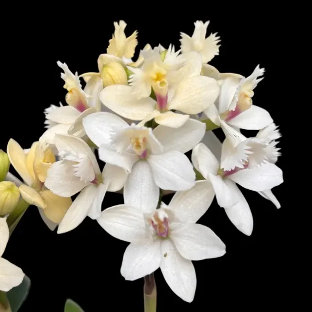 Epidendrum radicans 'White Ember'