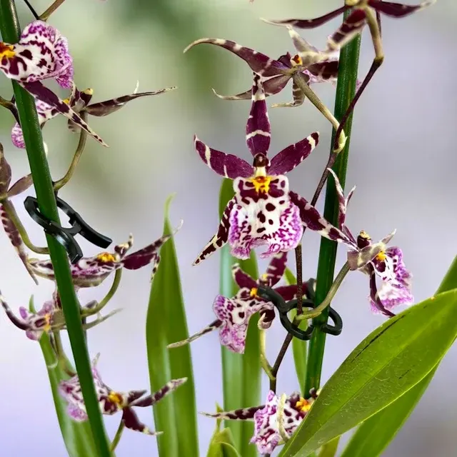 Oncidium Holm’s Wizard - Var. #09 - Flori Intens Parfumate