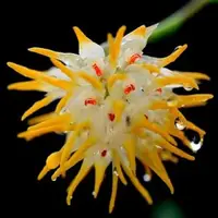 Bulbophyllum odoratissimum Thai sp.
