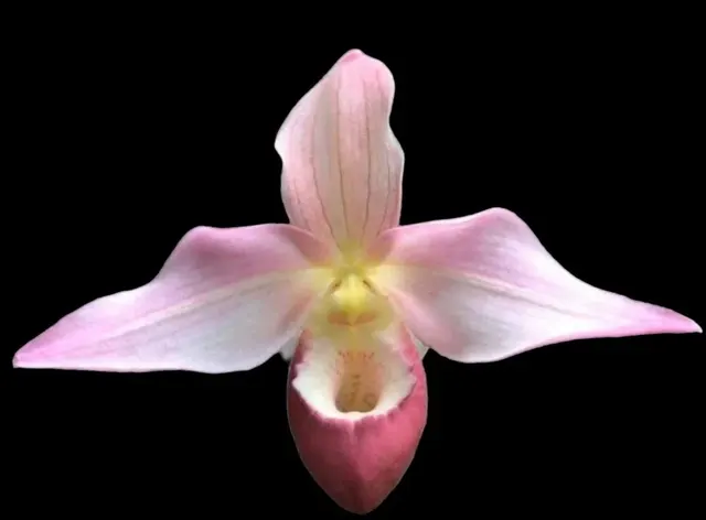 Phragmipedium Cape Sunset