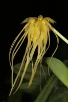 Bulbophyllum vaginatum