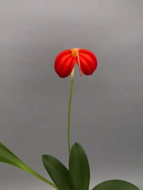 Masdevallia ignea 'Winter Flame' (Masdevallia)