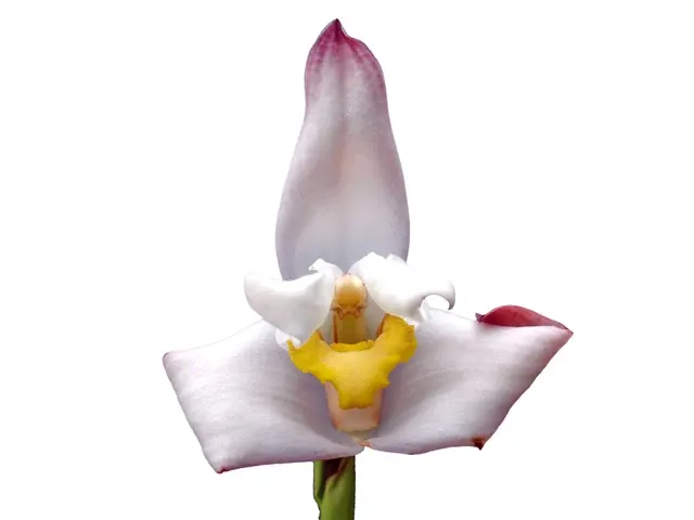 Maxillaria Padre Jorge Moreno (Maxillaria)