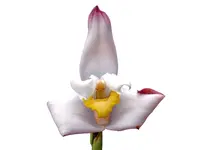 Maxillaria Padre Jorge Moreno