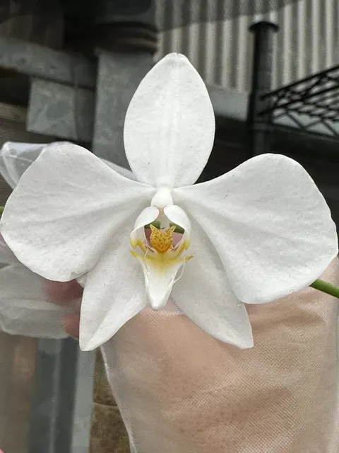 Phalaenopsis amabilis 'Irian Jaya'
