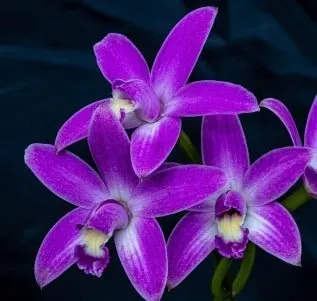 Laelia rupestris