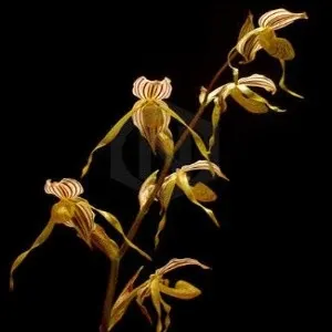 Paphiopedilium kolopakingii sp (Paphiopedilum)