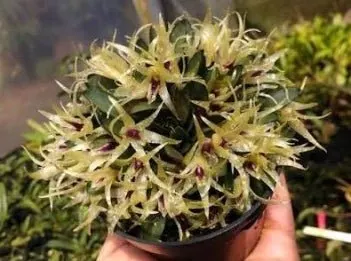 Octomeria estrellensis
