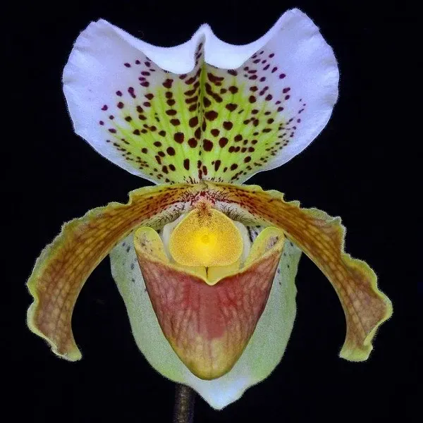 Paphiopedilum insigne var 'Harefiled Hall' (Paphiopedilum)