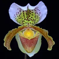 Paph. insigne var. 'Harefiled Hall'-Multi Growth