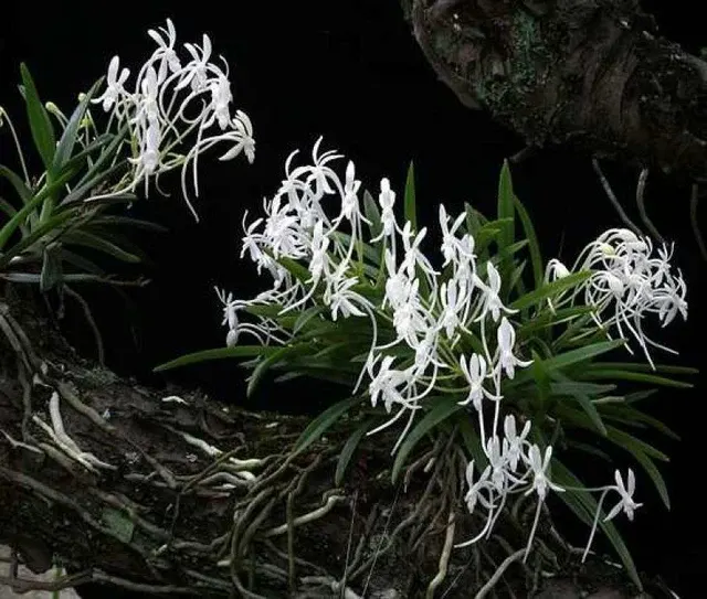 Neofinetia falcata 'Clumb' (Neofinetia)