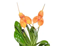 Masdevallia Don Cuni