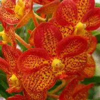 Vanda Fuchs Spotted