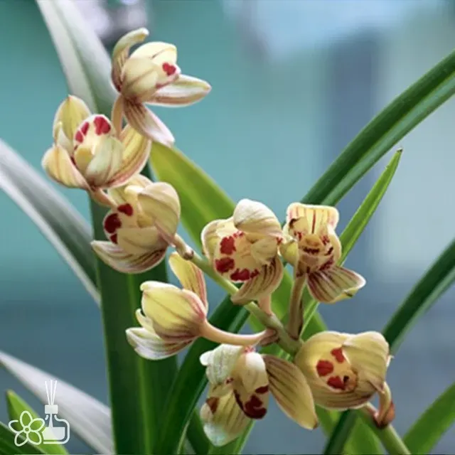 Cymbidium ensifolium 'Jin He'