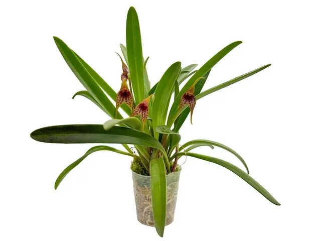 Masdevallia bonplandii cf (Masdevallia)
