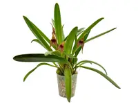 Masdevallia bonplandii cf
