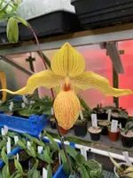 Paphiopedilum armeniacum × Lady Rothschild