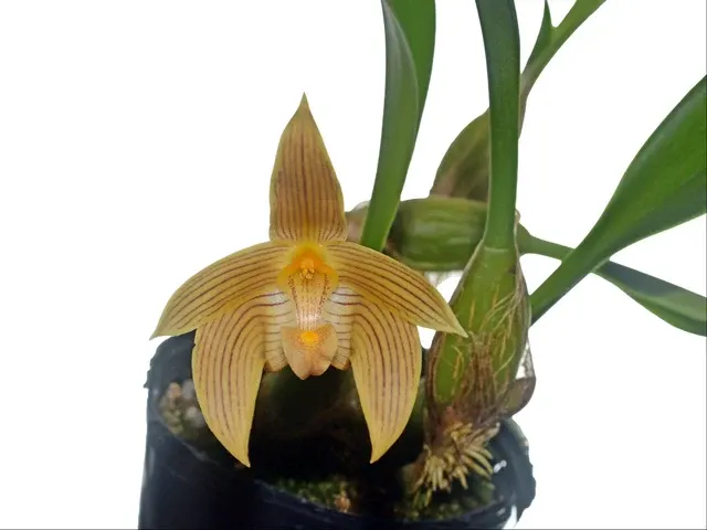Bulbophyllum lobbii var polystictum
