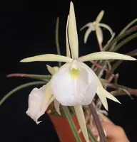 Brassavola perrinii