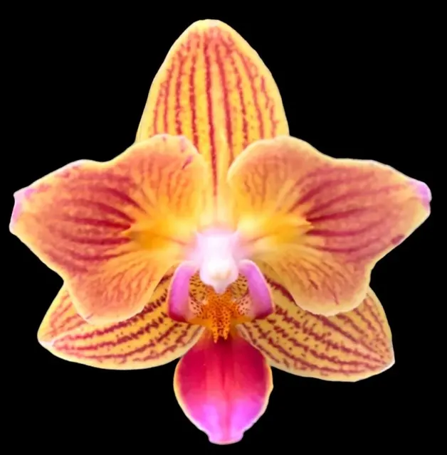 Phalaenopsis Chingruey’s Goldstaff '‘520’ ‘Peloric’'