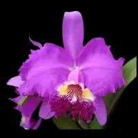 Cattleya lueddemanniana var. tipo
