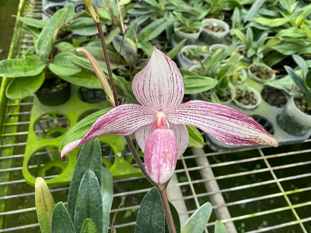 Paphiopedilum Delrosi 'Red Lip' (Paphiopedilum)