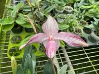 Paph. Delrosi ( delenatii x rothschildianum 'Red Lip') (PA 520)