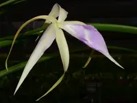 Brassocattleya Ivan Portilla f. purple