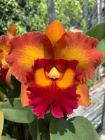 Cattleya Orchid Rlc Nakornchaisri delight Orchid 4" Pot