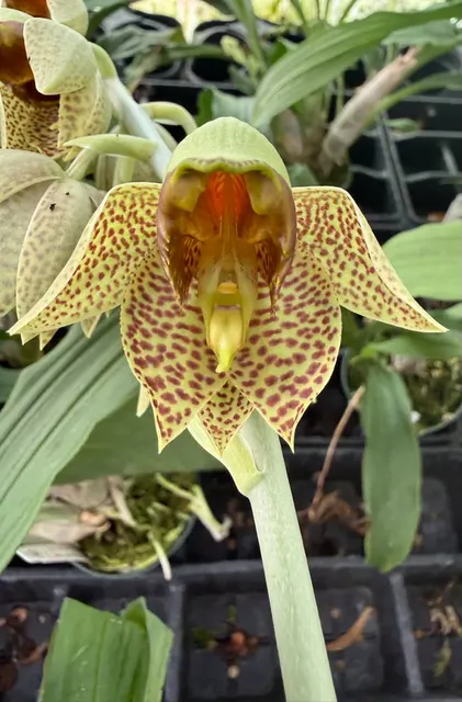 Noid Catasetum (Catasetum)