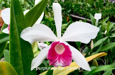 Cattleya Canaima's First (Cattleya)