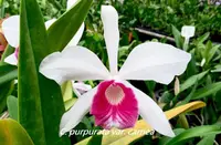 C. Canaima's First (purpurata carnea '20-11' x violacea carnea 'C.H. #2') (C2305) (Hybrid) SS