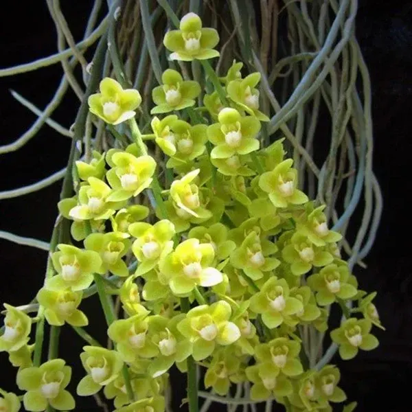 Chiloschista parishii 'Suanpung'